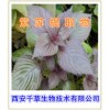 紫苏提取物  紫苏浓缩粉 紫苏粉西安千草生物厂家生产