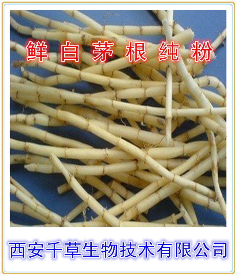 鲜白茅根纯粉