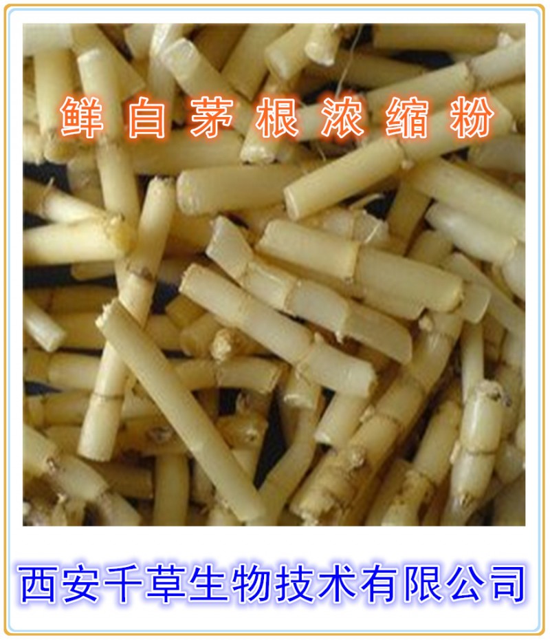鲜白茅根浓缩粉