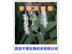 香薷提取物香薷粉