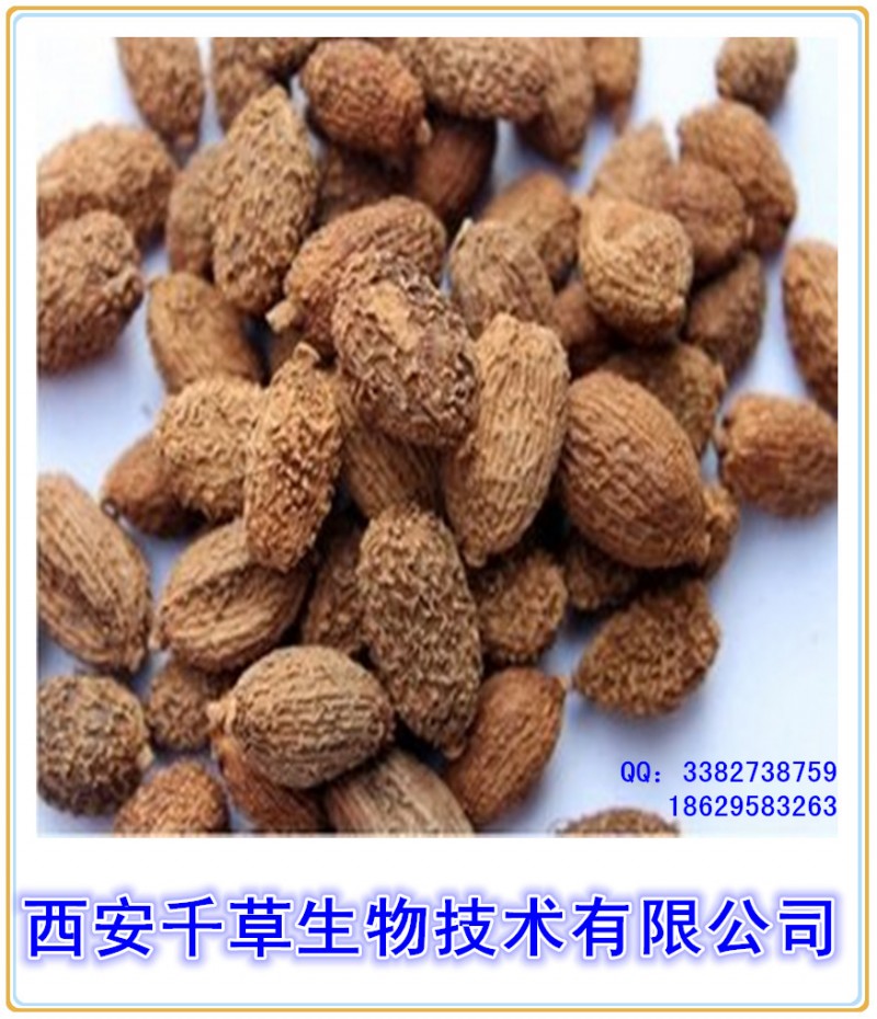 砂仁纯粉