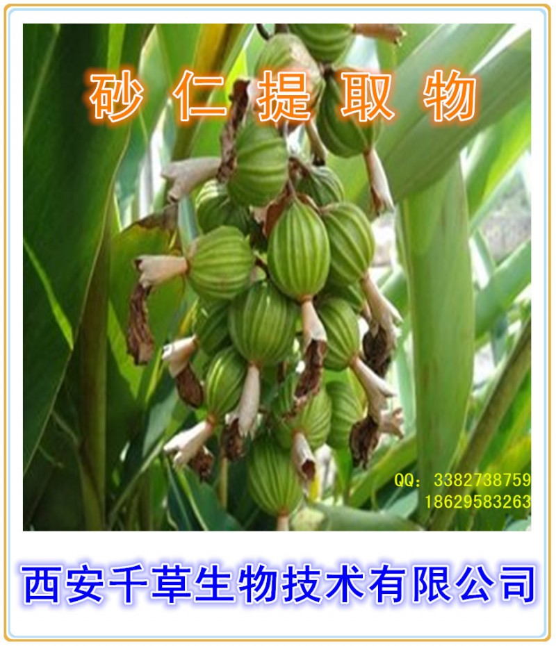 砂仁提取物