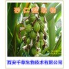 砂仁提取物