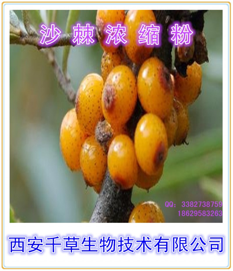 沙棘浓缩粉