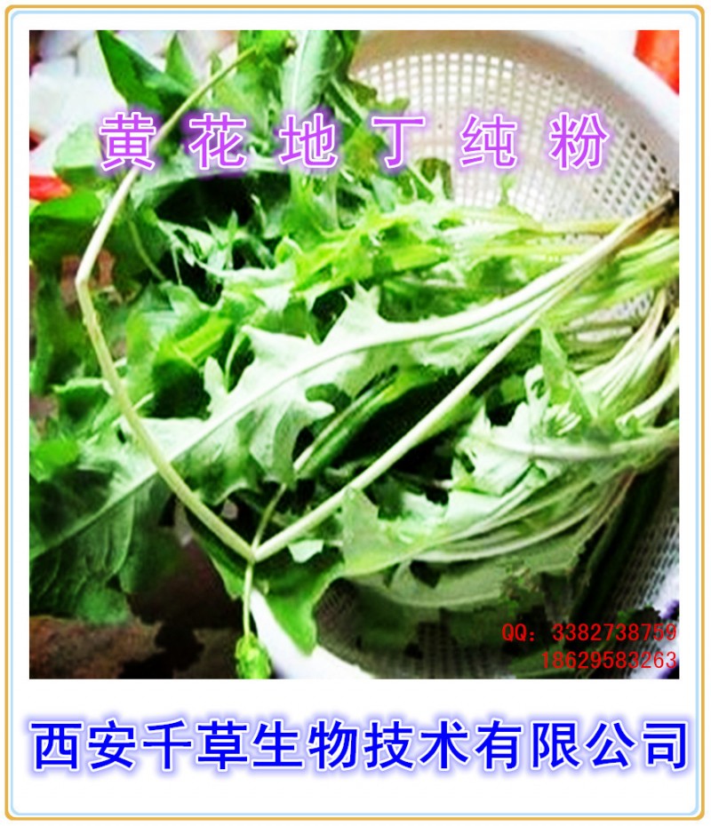 黄花地丁纯粉_副本