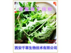 黄花地丁提取物