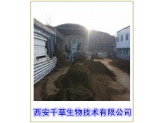 桑椹提取物 厂家直销 纯天然桑椹浓缩粉 规格齐全