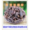 香附提取物 香附子粉
