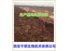 锁阳提取物 锁阳生物碱 醇溶性 保健酒原料