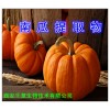 南瓜提取物 南瓜籽提取物