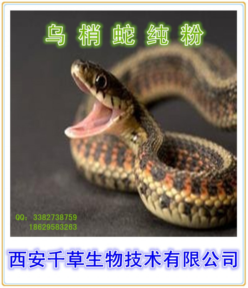药食同源 乌梢蛇提取物  乌梢蛇粉