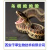 药食同源 乌梢蛇提取物  乌梢蛇粉