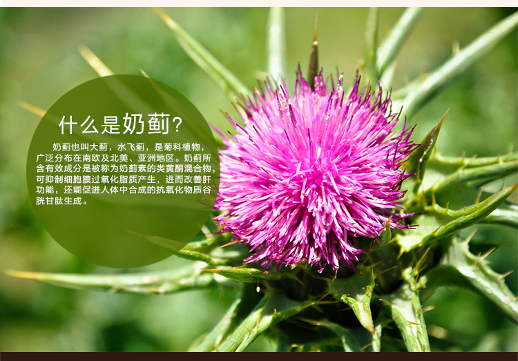 水飞蓟素