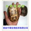 龟甲提取物 西安千草生物厂家生产