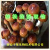 柳松菇提取物