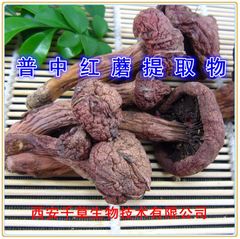 普中红蘑提取物