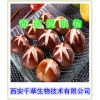 香菇提取物