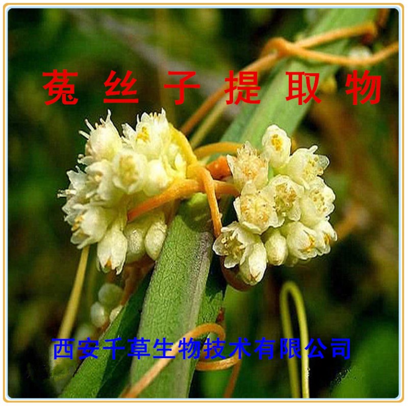 菟丝子提取物