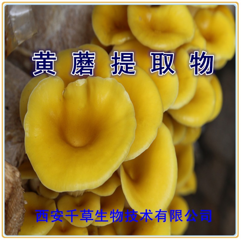黄蘑提取物