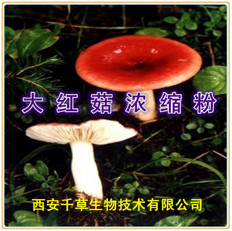 大红菇浓缩粉