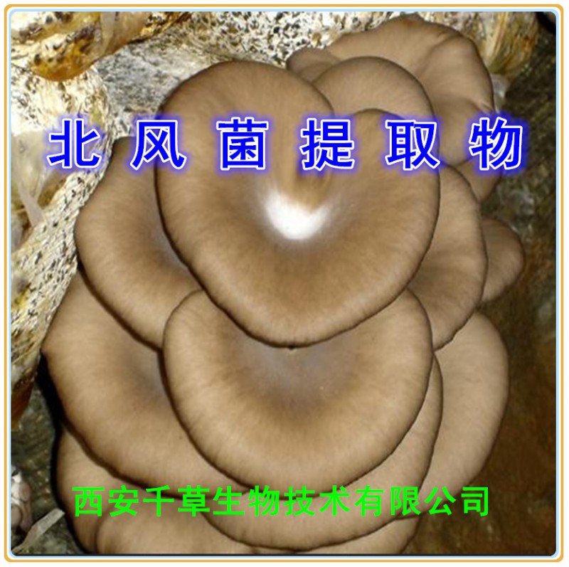 北风菌提取物