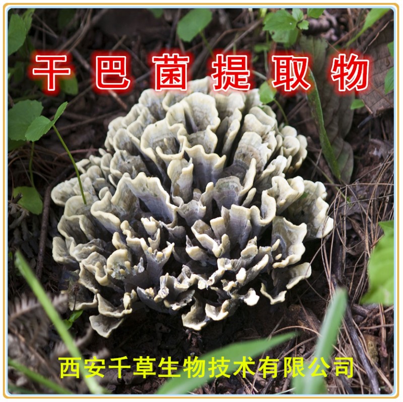 干巴菌提取物