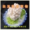 白玉菇提取物