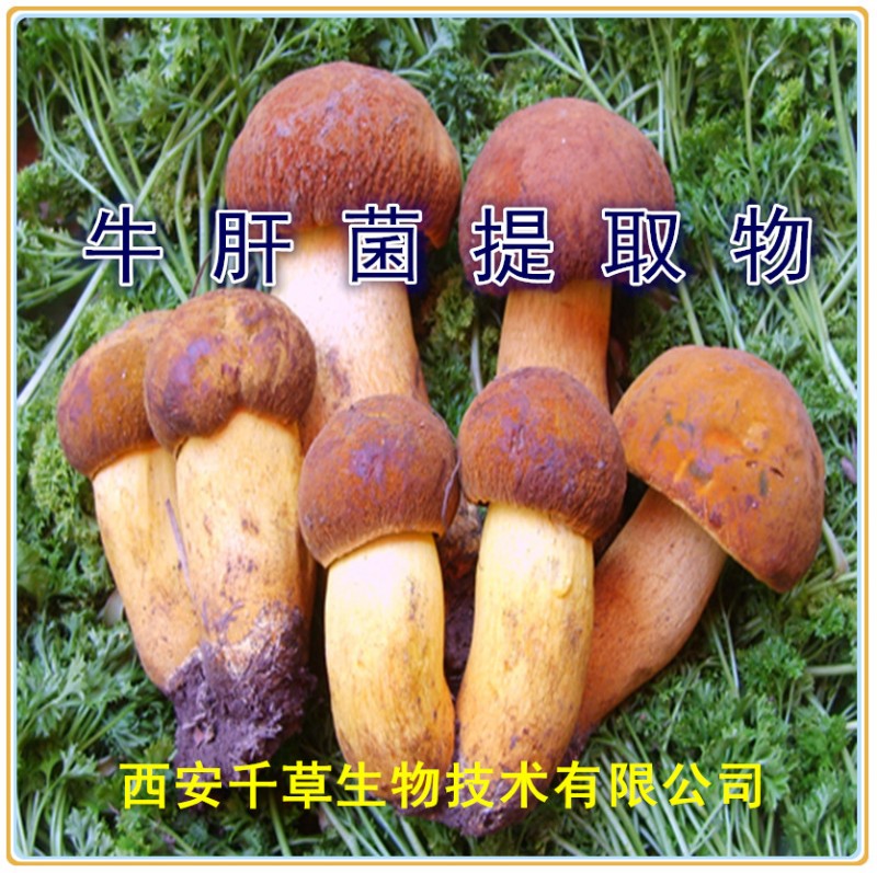 牛肝菌提取物