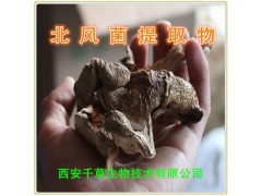 北风菌浓缩粉