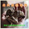 北风菌浓缩粉
