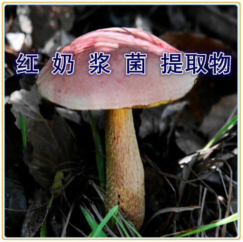 红奶浆菌提取物