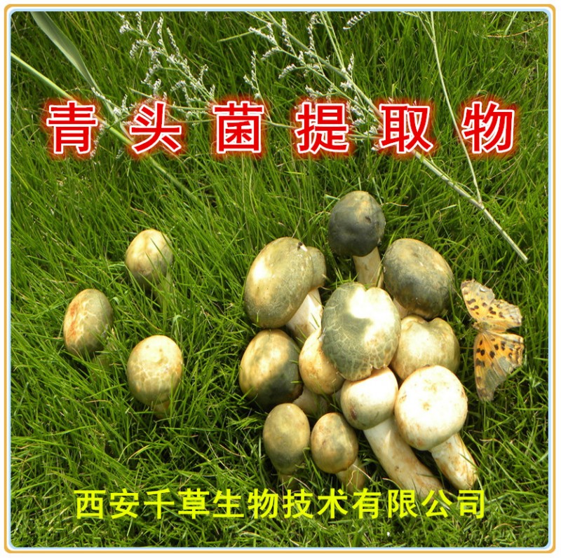 青头菌提取物