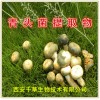 青头菌浓缩粉