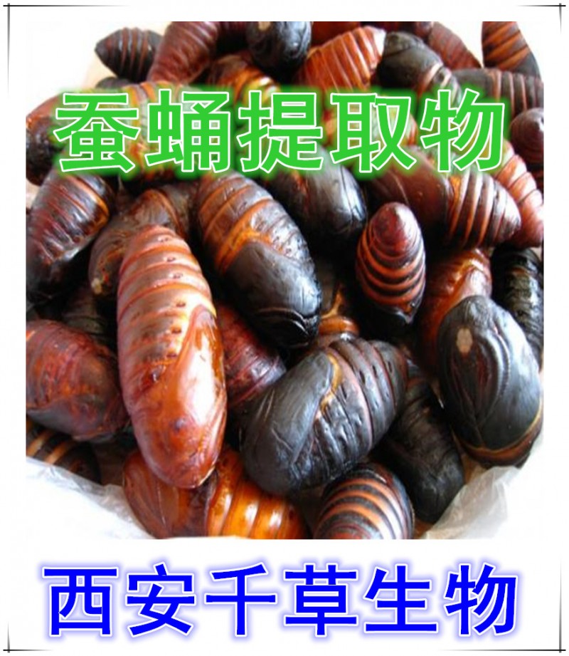 蚕蛹纯粉