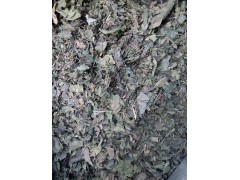 桑叶提取物厂家现货供应桑叶黄酮，桑叶多糖