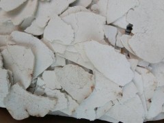 QS厂家现货供应茯苓提取物，茯苓粉