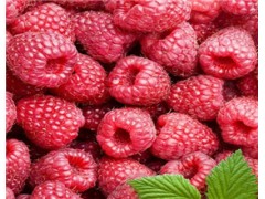 覆盆子提取物生产厂家现货供应覆盆子黄酮