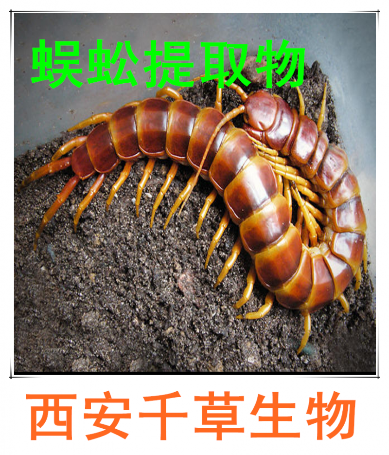 蜈蚣提取物 蜈蚣浓缩粉 蜈蚣浸膏粉 蜈蚣纯粉