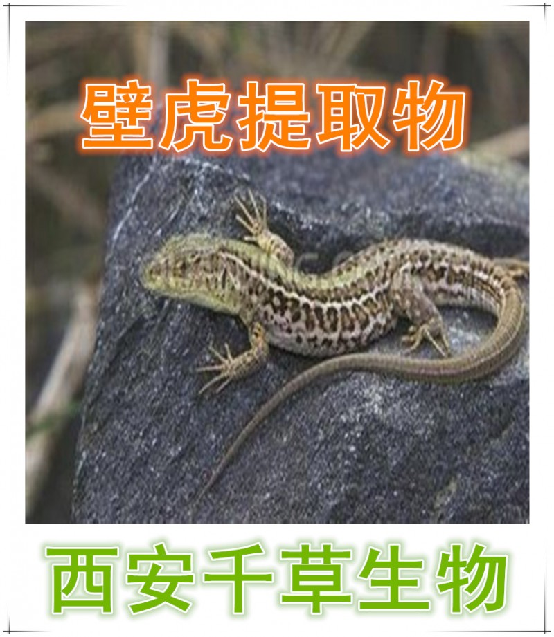 壁虎提取物