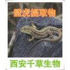 壁虎提取物  壁虎浓缩粉  壁虎浸膏粉  壁虎纯粉