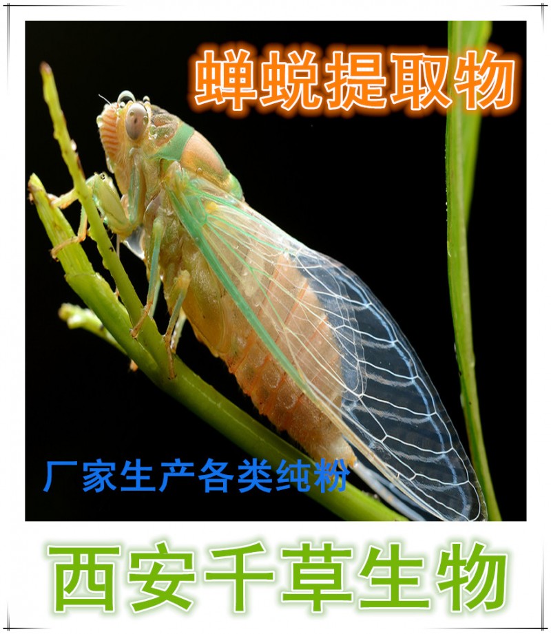 蝉蜕提取物
