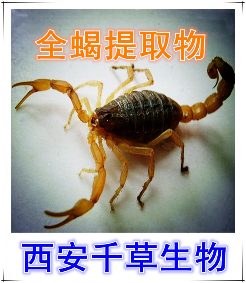 全蝎提取物  全蝎浓缩粉  全蝎浸膏粉  全蝎纯粉