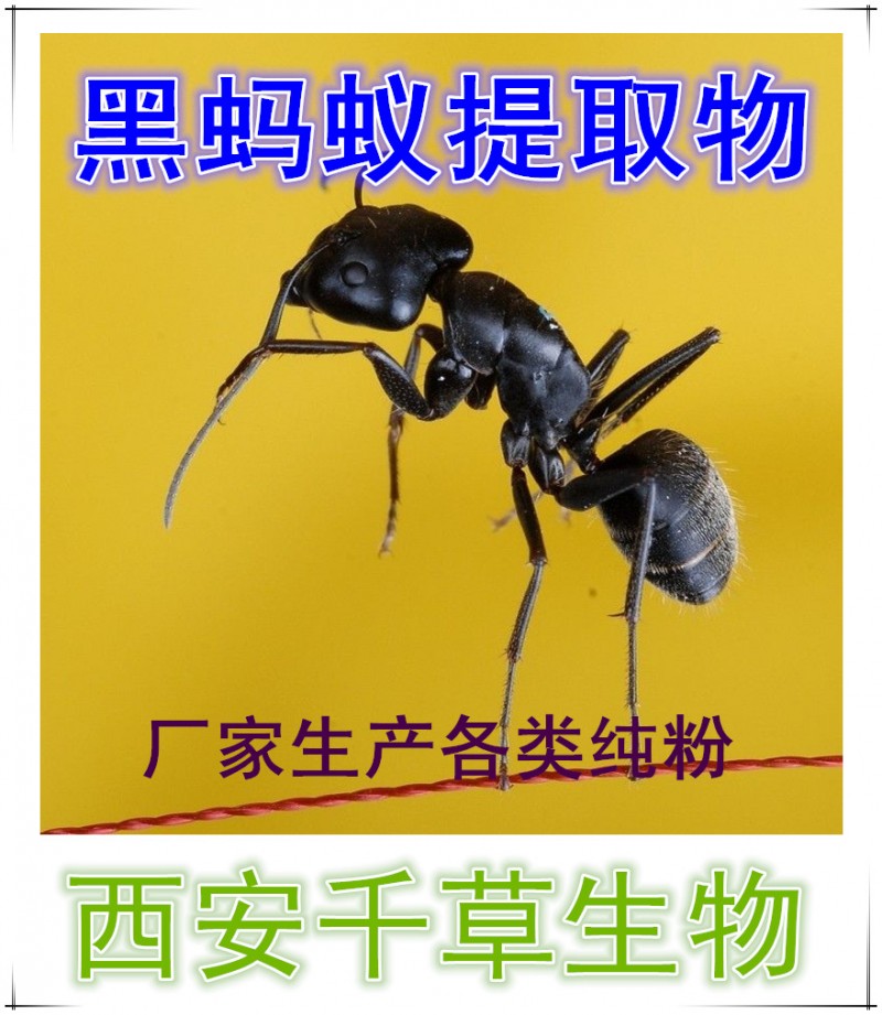黑蚂蚁提取物  黑蚂蚁浓缩粉  黑蚂蚁浸膏粉  黑蚂蚁纯粉