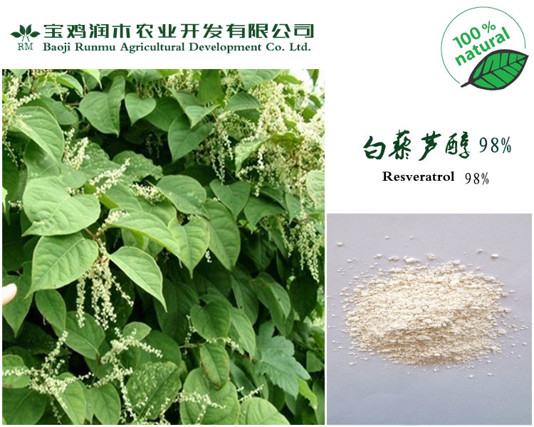 虎杖提取物，白藜芦醇98%，天然白色抗氧化剂