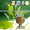 绿茶提取物生产厂家现货供应茶多酚、儿茶素（EGCG）