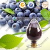 蓝莓提取物厂家现货供应蓝莓花青素30%，蓝莓果粉