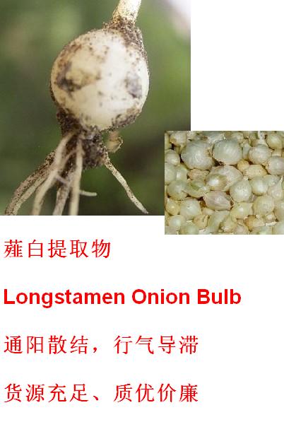 供应  优质 薤白提取物  厂家OEM代加工