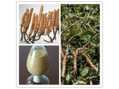 供应  优质 虫草提取物  厂家OEM代加工