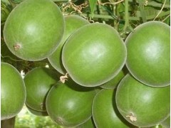 供应  优质 罗汉果提取物  厂家OEM代加工