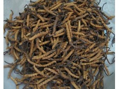 蛹虫草提取物生产厂家现货供应虫草多糖，虫草素